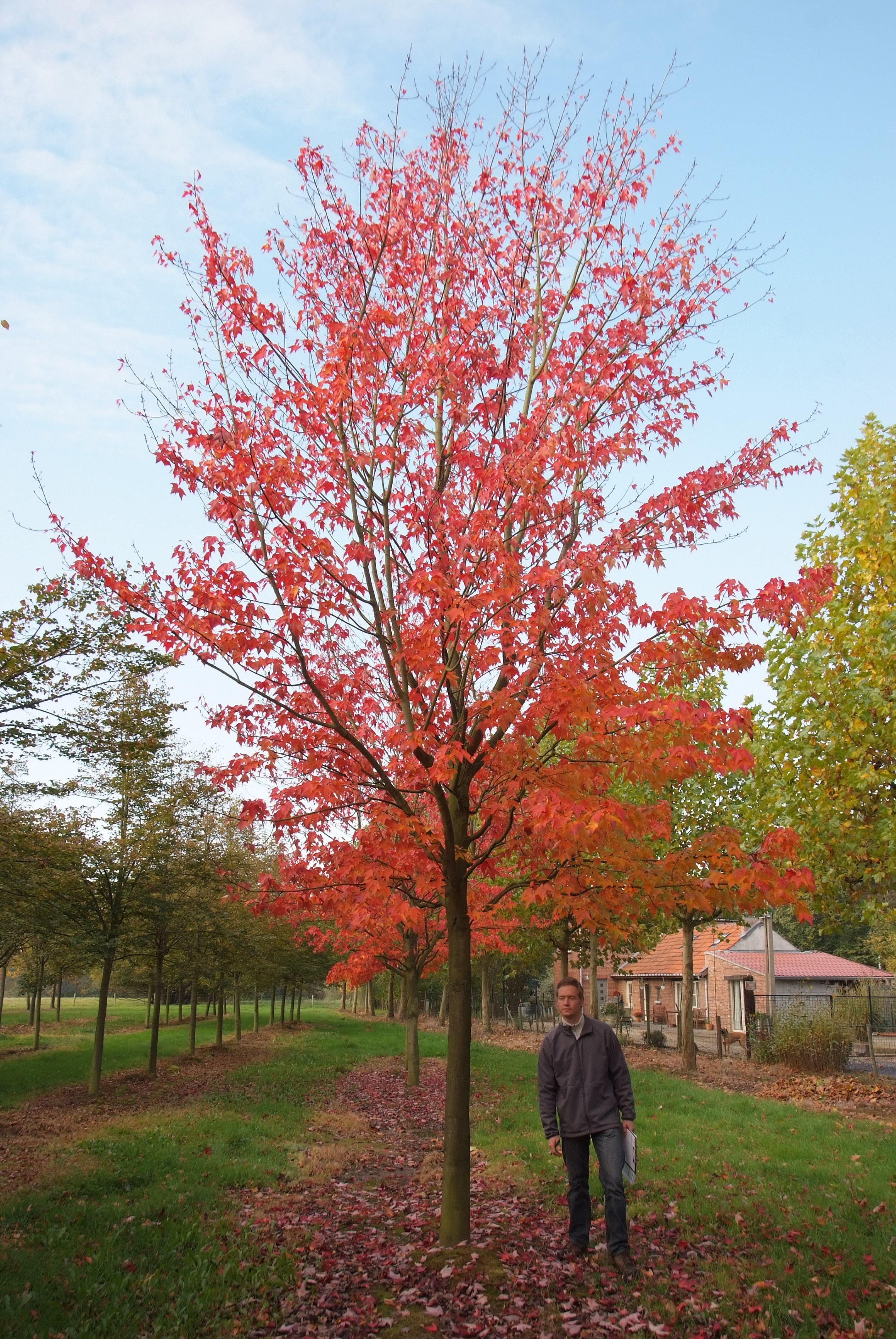 ცაცხვი - რუმბრუმ მორგანი 